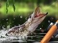 بازی صید صبحگاهی آنلاین بازی صید صبحگاهی آنلاین