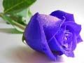 بازی رزهای آبی آنلاین
