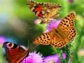 بازی سرسره پروانه آنلاین بازی سرسره پروانه آنلاین