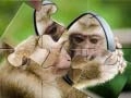 بازی پازل شامپانزه آنلاین بازی پازل شامپانزه آنلاین