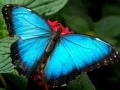 بازی پازل طبیعت پروانه آنلاین بازی پازل طبیعت پروانه آنلاین