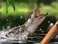 بازی صید صبحگاهی آنلاین