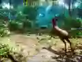 بازی شکارچی 3D آنلاین بازی شکارچی 3D آنلاین