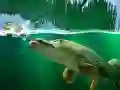 بازی برکه ی صوف آنلاین