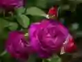 بازی رزهای بنفش آنلاین بازی رزهای بنفش آنلاین
