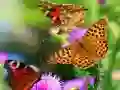بازی سرسره پروانه آنلاین
