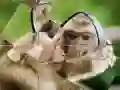 بازی پازل شامپانزه آنلاین بازی پازل شامپانزه آنلاین