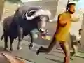 بازی شبیهسازی حمله گاو خشمگین شکار وحشی آنلاین بازی شبیهسازی حمله گاو خشمگین شکار وحشی آنلاین