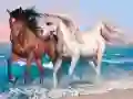 بازی پازل حیوانات: اسبها آنلاین بازی پازل حیوانات: اسبها آنلاین