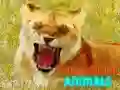 بازی حیوانات خندان خندهدار آنلاین بازی حیوانات خندان خندهدار آنلاین