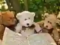 بازی پازل سه خرس نرم و ناز آنلاین بازی پازل سه خرس نرم و ناز آنلاین