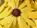 بازی پازلی گلبرگ و قطره باران آنلاین بازی پازلی گلبرگ و قطره باران آنلاین