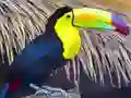 بازی پازل پرنده توکان آنلاین