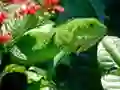 بازی ایگوانای وحشی آنلاین بازی ایگوانای وحشی آنلاین