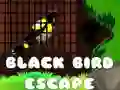 بازی فرار از پرنده سیاه آنلاین