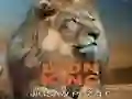 بازی پازل شیر شاه آنلاین