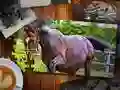 بازی پازل اسب نسخه آنلاین بازی پازل اسب نسخه آنلاین