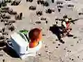 بازی شلیک توالت اسکید بی دی از بالا آنلاین بازی شلیک توالت اسکید بی دی از بالا آنلاین