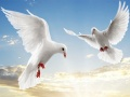 بازی پرندگان پروازکننده آنلاین