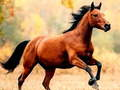 بازی سرسره اسب آنلاین